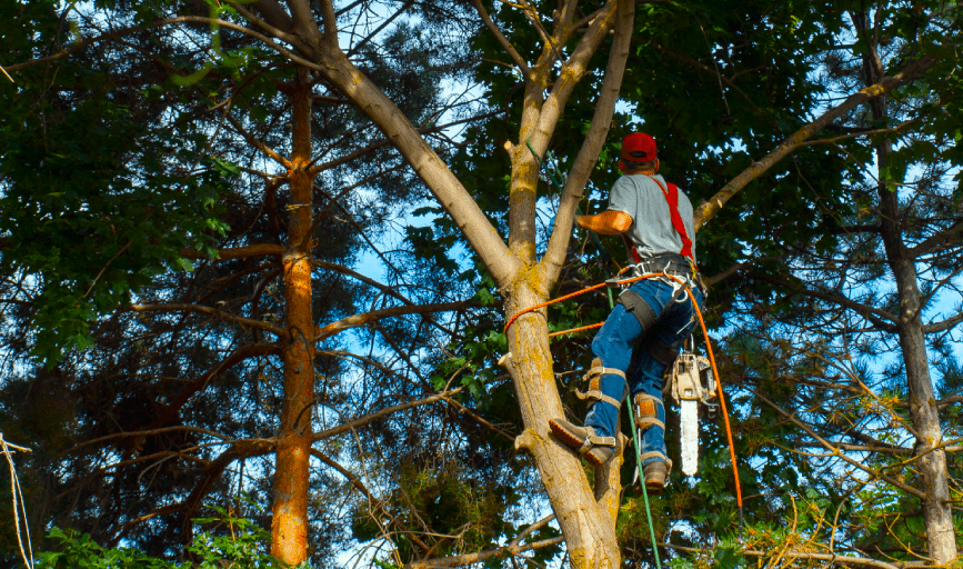 TREE TRIMMING